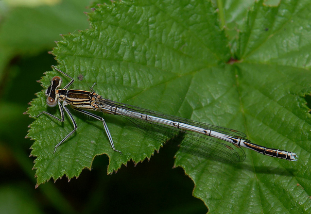 White-legged Damselfly